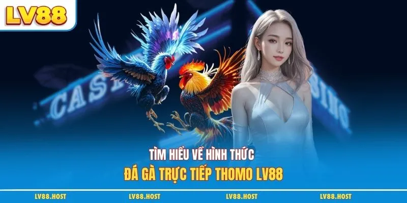 Tìm hiểu về hình thức đá gà trực tiếp Thomo LV88